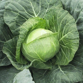 Мегатон б\к (2500шт) средняя Вejo Zaden