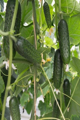 Атик 5шт/ Элитные Семена