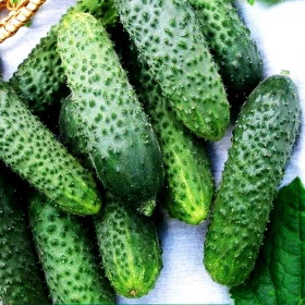 Директор 5шт/ Элитные Семена