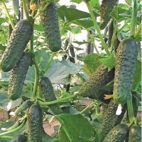 Лютояр 5шт/ Элитные Семена