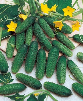 Маринда 8шт/ Элитные Семена