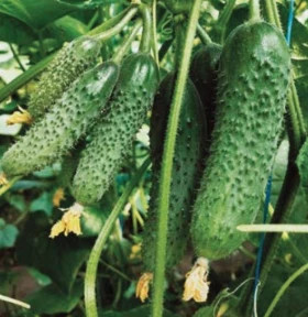 Муссон 5шт/ Элитные Семена