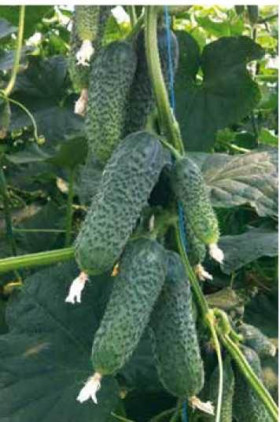 Туми 5шт/ Элитные Семена