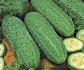 Уран 5шт/ Элитные Семена