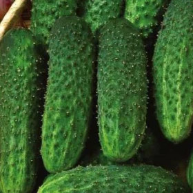 Эколь 5шт/ Элитные Семена