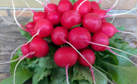 Селеста 0,7гр/ Элитные Семена