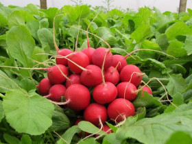 Сора 1гр/ Элитные Семена