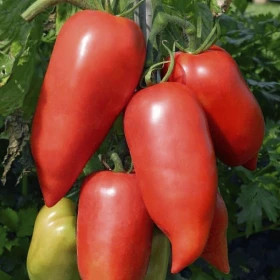 Корнабель 3шт/ Элитные Семена