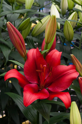 Покерфейс (ЛА) 7шт