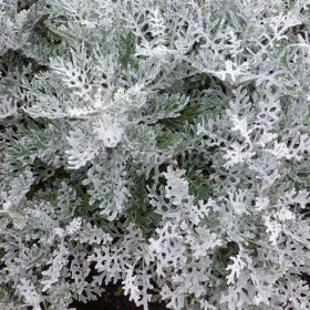 Цинерария Сильвердаст 1000шт