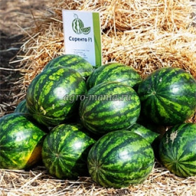 Соренто 5шт/ Элитные семена