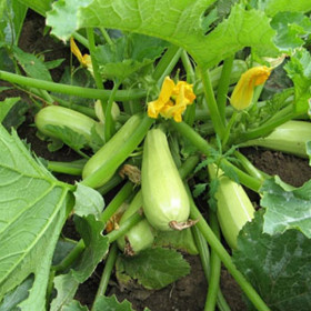 Каризма 5шт/ Элитные семена