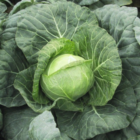 Парел 15шт/ Элитные семена