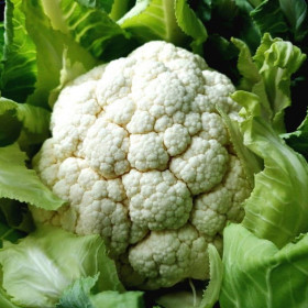 цветная Гудман 10шт/ Элитные семена