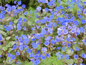 Голубая мечта Ц(С)