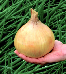 Эксибишен 50шт/ Элитные семена