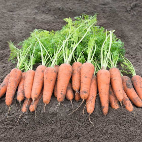 Канберра 100шт/ Элитные семена