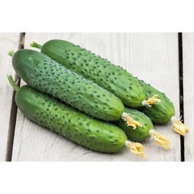 Спино 5шт/ Элитные семена