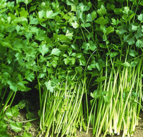 Афина 0,5гр/ Элитные семена