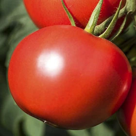 Дебют 10шт/ Элитные семена