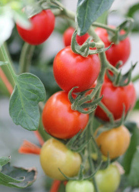 Маунтин Мэджик 3шт/ Элитные семена