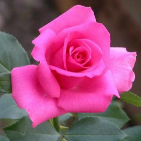 Ланком (ЗКС) ЖИЛЯК