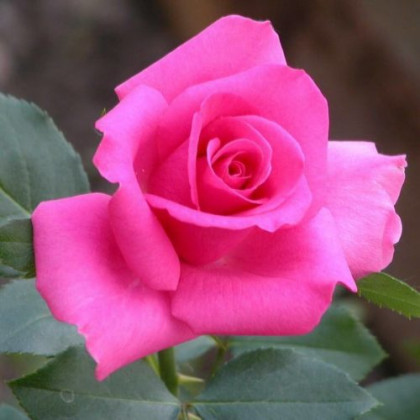 Ланком (ЗКС) ЖИЛЯК