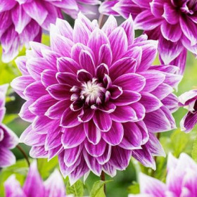 Премиум 18  1шт