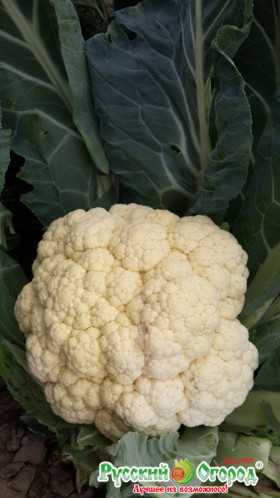 цветная Сноуболл 123 Ц(Н)