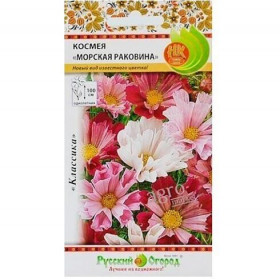 Морская Раковина Ц(Н)