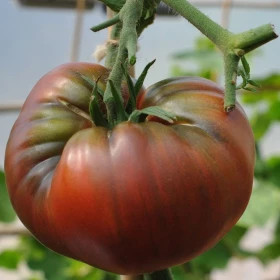 Мамонт черный /Мязина