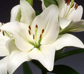 Бах (ЛА) 7шт.