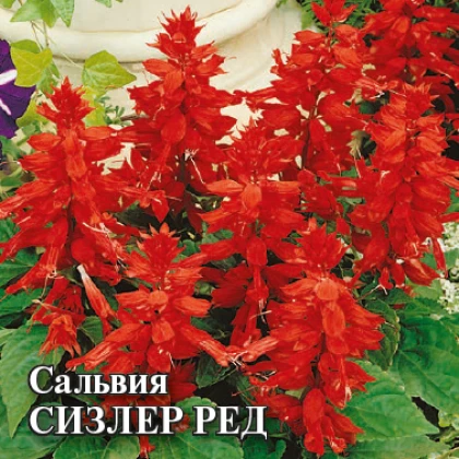 Сальвия Сизлер (100шт) Ред