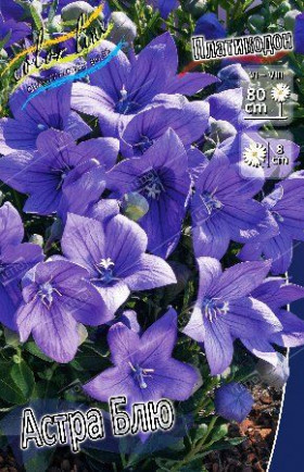 Астра Блю  2шт