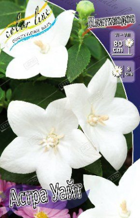 Астра Уайт 2шт