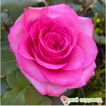 Беверли (ЗКС) ЖИЛЯК