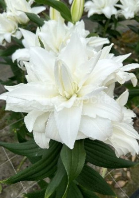 Стокгольм 12/14 (вост.махр) 5шт