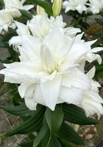 Стокгольм 12/14 (вост.махр) 5шт