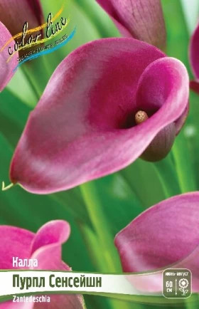 Пурпл Сенсейшн 2шт