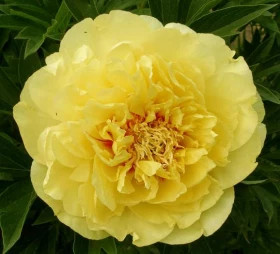 Бартцелла (ИТО) 1шт