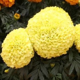 Бархатцы прямостоячие Антигуа (100шт) Примроуз