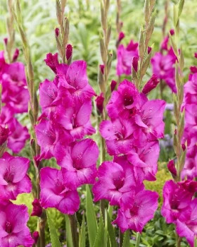 Аврора 10/12, 8шт