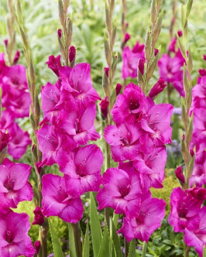 Аврора 10/12, 8шт