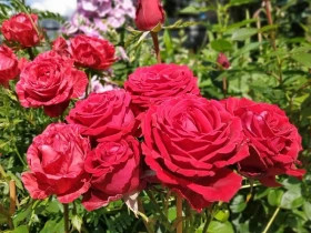 Роз де Катро Ван (ЗКС) ЖИЛЯК