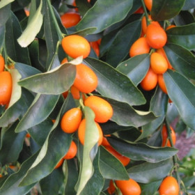 Кумкват Нагами 1шт Поиск