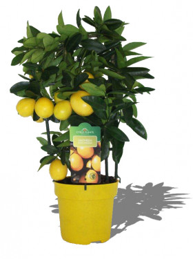 Лимонелла 1шт Поиск