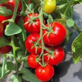 Катя F1 детер. (1000шт.) Семко-Юниор