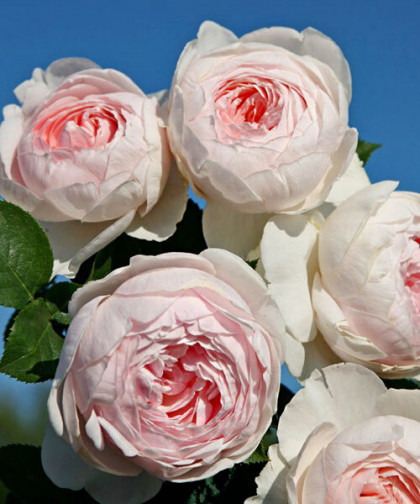 Герцогиня Кристиана (ЗКС) ЖИЛЯК