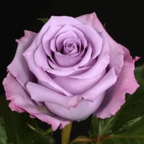 Оушен Сонг (ЗКС) ЖИЛЯК