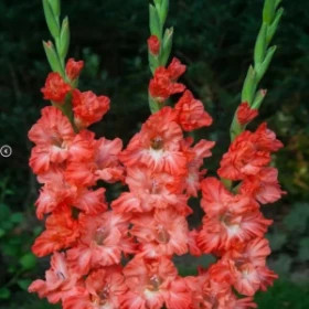 Тэдс Фриззл (гофр) 12/14 7шт